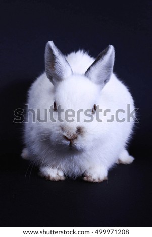 Cute bunny easter rabbit