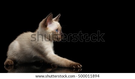 Playful Mekong Bobtail Kitten with Blue eyes, side view, Isolated Black Background with Reflection, Color-point Thai Fur