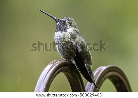 Anna's Hummingbird Male on Metal Chair in Rain