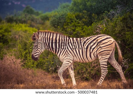 Zebra in the Addo Elephant Park -South Africa