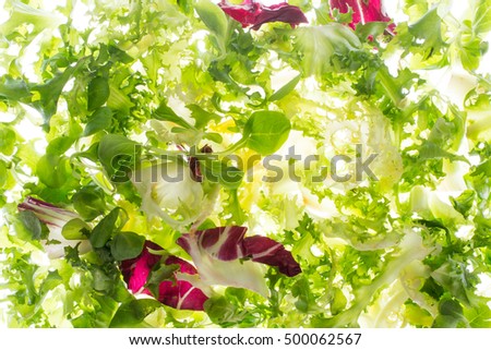 fresh lettuce in backlight. salad fly on white background