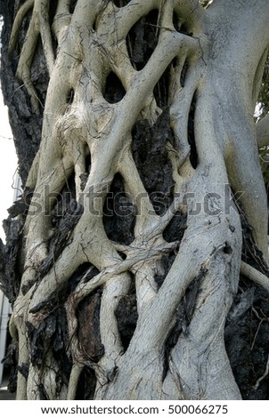 Tree root in garden