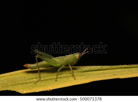 Grasshopper on a green leaf in the night . macro