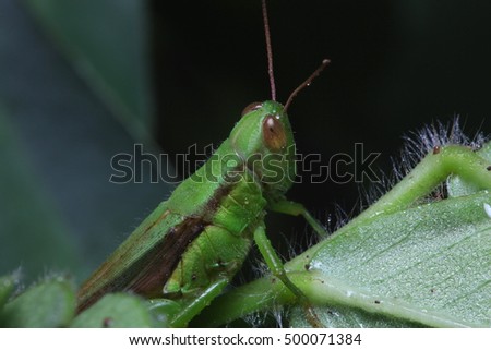 Grasshopper on a green leaf in the night . macro