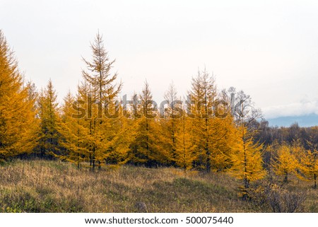 Yellow fir-tree in autumn forest