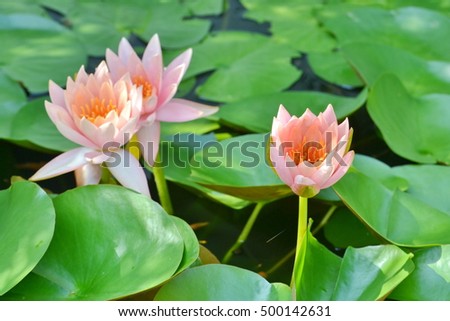 Nymphaeaceae : A family of flowering plants,commonly called water lilies.