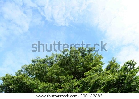the sky and tree at the home garden with space
