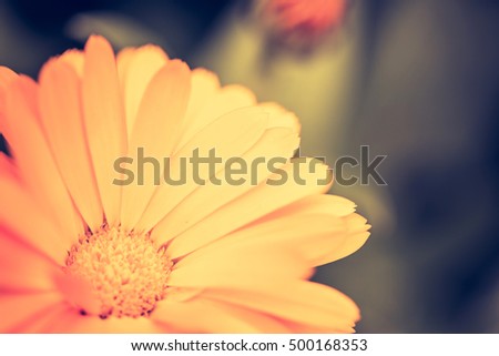 Vintage photo of marigolds (Calendula) in close up. Medicine flowers in big close up.