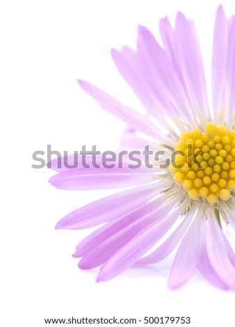 purple flowers years of asters on a white background