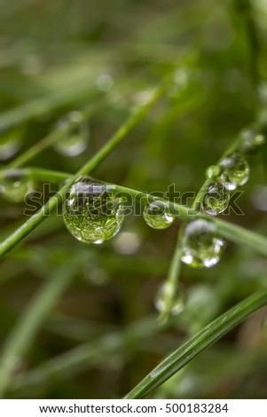 the art composition of water drops in green grass