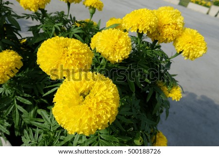 Marigold, calendula flowers are bright yellow fence in the sun light.