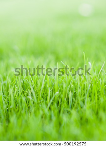 Green fast growing grass close up macro with swallow depth of field as background image, the pantone color of the year 2017, Greenery 15-0343 