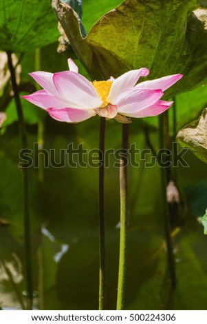 Pink Lotus Thailand.
