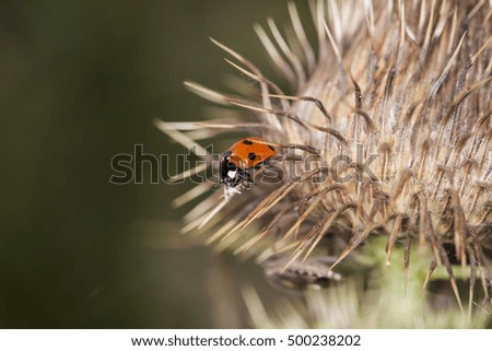 macro picture of red ladybugs at the end of thistles