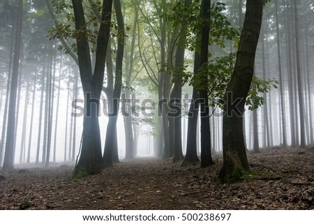Mysterious fog among the trees in the autumn forest