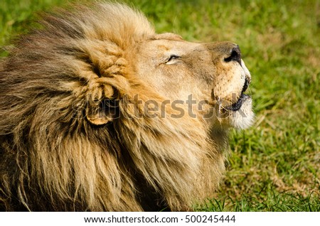 Lion head closeup Kruger national Park, Kruger national Park, South Africa safari animals, savannah, wildlife photography 