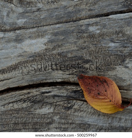 Fallen leaf on a old wood

