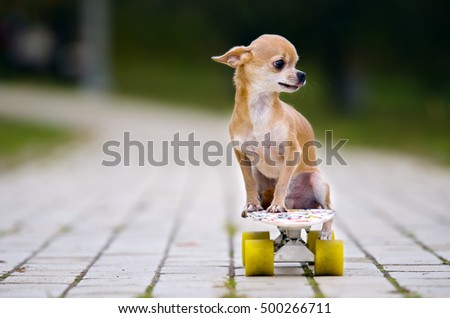 The little red-haired chihuahua dog licked sitting on a skateboard. Skateboard white with yellow wheels. He stands on the sidewalk tile in the park.
