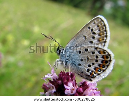 common blue butterfly on wild oregano blossom. blue and grey butterfly with black and orange dots on purple meadow flower. Polyommatus icarus; Origanum vulgare
