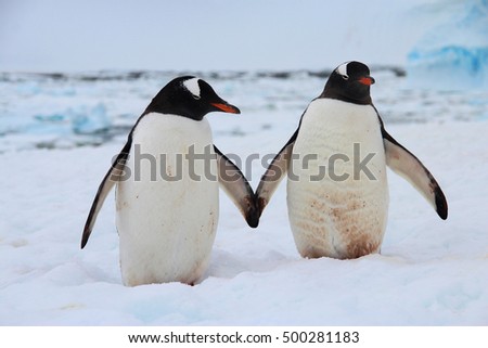 Gentoo penguins holding hands, Antarctica