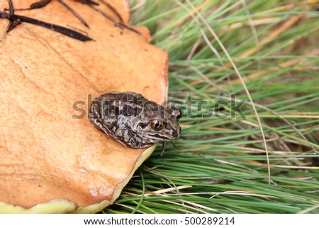 Common spadefoot (Pelobates vespertinus) sitting on a slippery jack (Suillus luteus) mushroom cap in the September forest