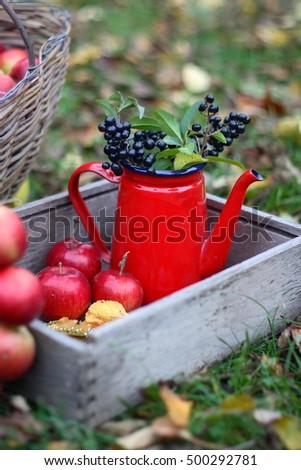 red vintage enamel kettle with privet berries and apples in garden. autumn fall thanksgiving halloween decor. country living. vintage still life