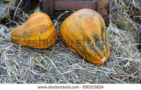 Rural farm natural organic pumpkins on autumn hay background