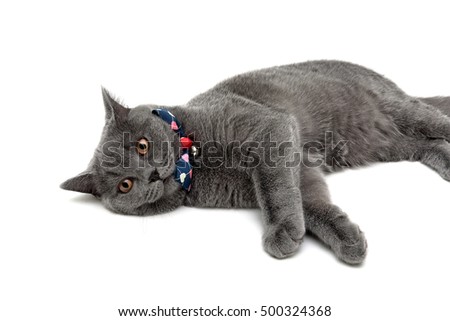 gray cat wearing a collar with bow and jingle on a white background. horizontal photo.