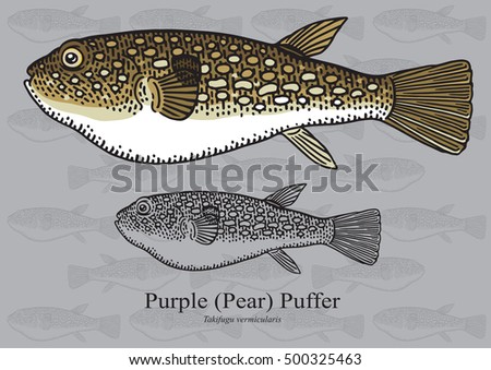 Purple (Pear) Puffer. Vector illustration with refined details and optimized stroke that allows the image to be used in small sizes (in packaging design, decoration, educational graphics, etc.)