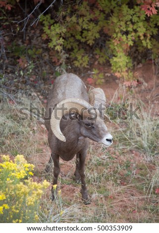 Desert big horned ram standing on the canyon floor looking for the best plants to eat on a mountain slope in Zion National park Utah.  Vertical view
