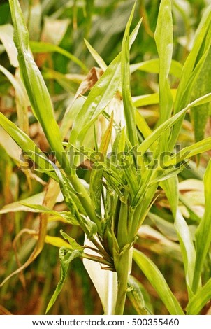 corn disease;downy mildew disease