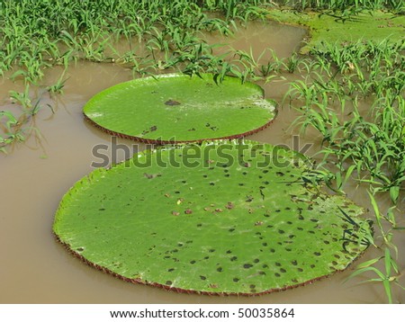 Victoria Regia leafs (waterlily), Amazon
