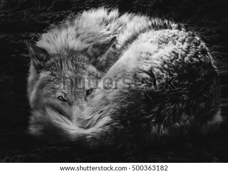 Steppe wolf curled up and looked, on the watch, on an isolated black background