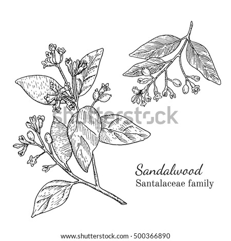 Ink sandalwood herbal illustration. Hand drawn botanical sketch style. Absolutely vector. Good for using in packaging - tea, condinent, oil etc - and other applications Royalty-Free Stock Photo #500366890