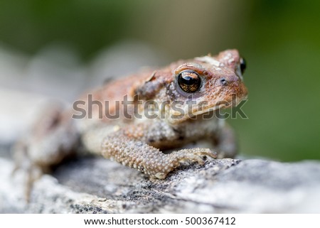 A young common european toad, Bufo bufo, looking for prey in a summer afternoon in serralada de marina natural park, near Barcelona, Catalonia, Spain.