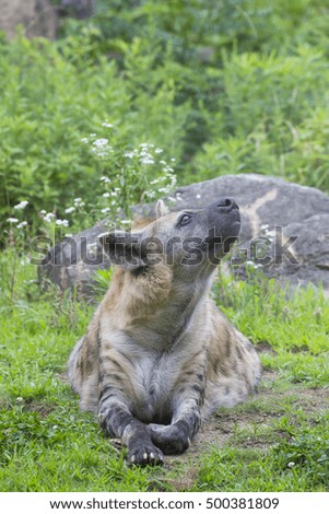Crocuta Crocuta, also known as Spotted Hyena