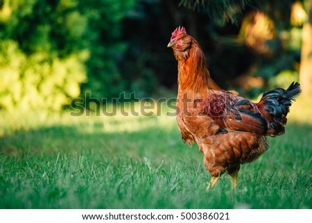 2017 Chinese New Year of the Cock. Symbol of year. Rustic rural picture in sunny day. Chinese new year of the rooster 