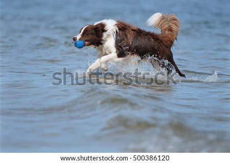 Border Collie Dog on sea in happiness retrieving happy splash in ocean waves
