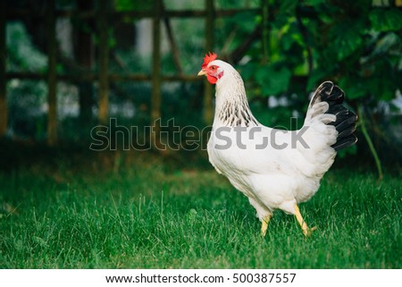 white loose chicken outdoor in the grass Royalty-Free Stock Photo #500387557