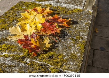 Autumn Maple leaves On a Rock With Moss