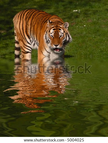 A siberian tiger stepping into water with rippled reflection. Digitally manipulated
