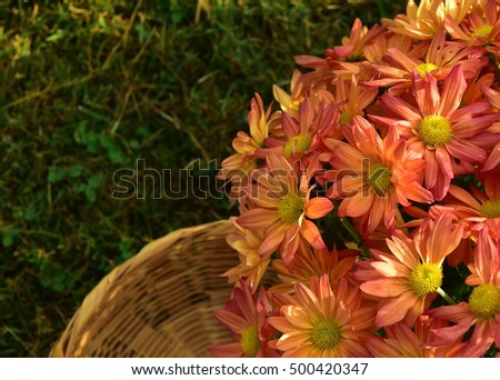 Orange fall mums with wicker basket in the grass with space for fall and celebration text.