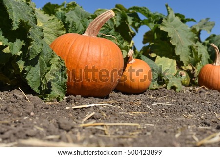 Pumpkins on the grass