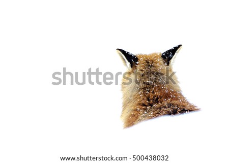 Red fox (Vulpes vulpes) head in the snow, winter period, back shot. Gran Paradiso National Park, Valle d'Aosta. Italy.