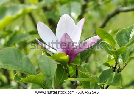 Single Magnolia flower in a garden