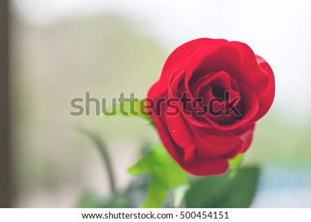 Red rose with leaves. / Object isolated on green garden background.