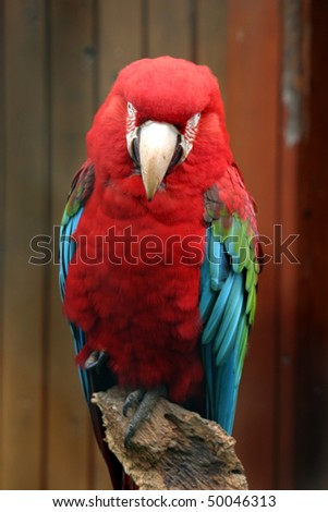 beautiful macaw, beautiful bird photo