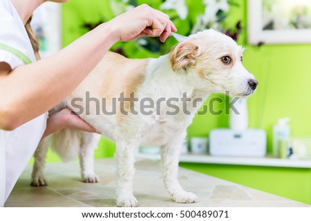 Woman is examining Dog for flea at pet groomer