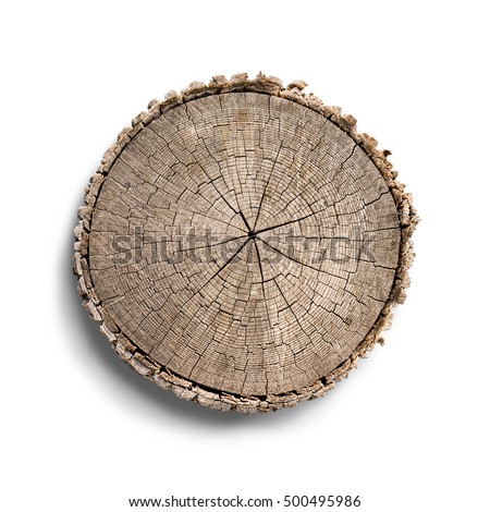 Cross section of a cut wood tree trunk slice with wavy pattern cracks and rings sawed down from the woods