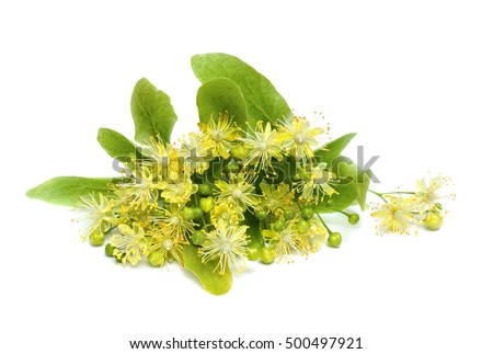 Bloom with bract Tilia (Other names: linden, basswood) on a white background Royalty-Free Stock Photo #500497921